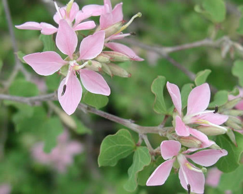 orchid-tree-pink orchid tree with pink flowers