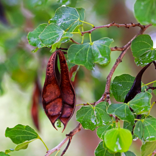 orchid-tree-pods orchid tree pods