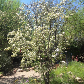 orchid-tree-sm orchid tree