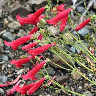 rock-penstemon-flowers red rock penstemon flowers