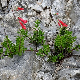 rock-penstemon-rocks rock penstemon growing on rocky cliff