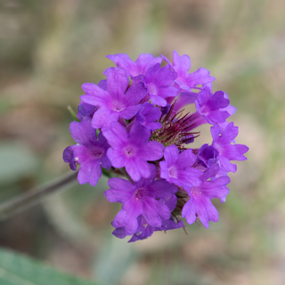 close up of sandpaper verbena flower