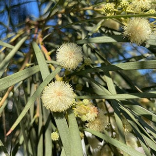 shoestring acacia flowers