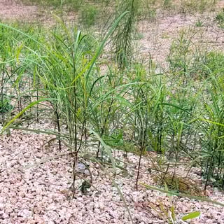 shoestring acacia seedlings