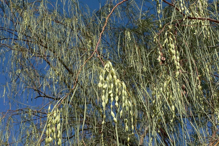 shoestring acacia branches with seed pods