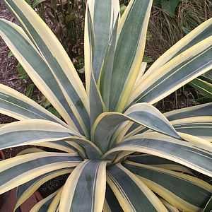 weber's agave arizona star