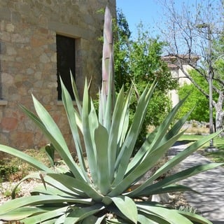 webers agave flower stalk emerging