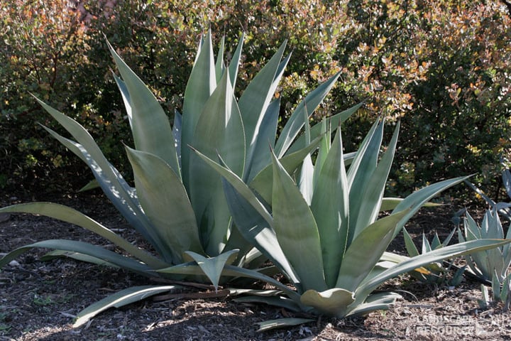 weber's agaves