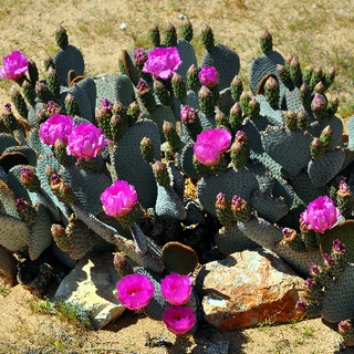 beavertail cactus