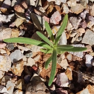 blackfoot daisy seedling