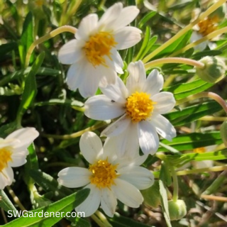 blackfoot daisy flowers