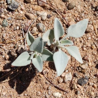 brittlebush seedling