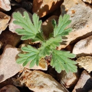 goodding's verbena seedling