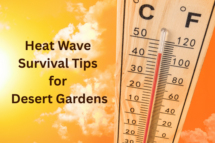 heat wave survival tips for desert gardeners