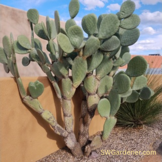 indian-fig-sm-swg indian fig