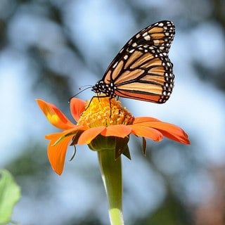 mexican-sunflower-butterfly butterfly on mexican sunflower