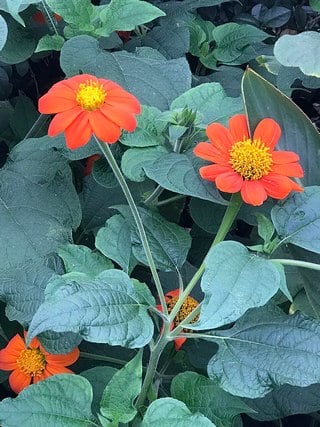 mexican-sunflower-leaves close up of mexican sunflower leaves and flowers