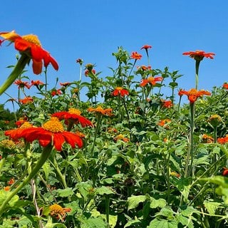 mexican-sunflower-sm field of mexican sunflowers