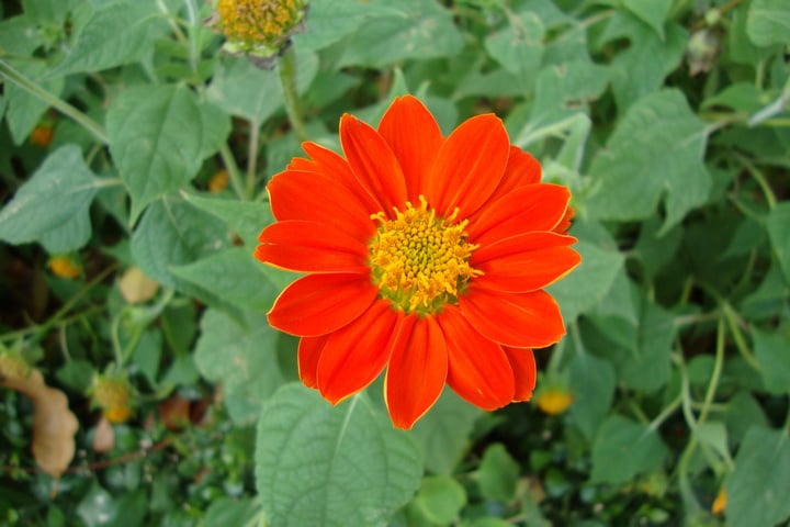 mexican sunflower