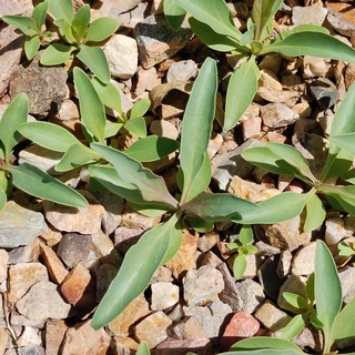parry's penstemon seedlings