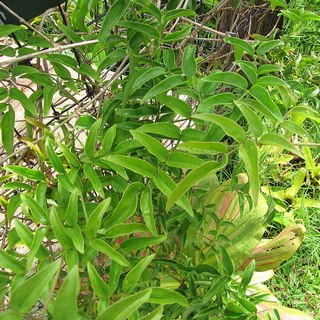 pink-jasmine-sm leaves of pink jasmine vine