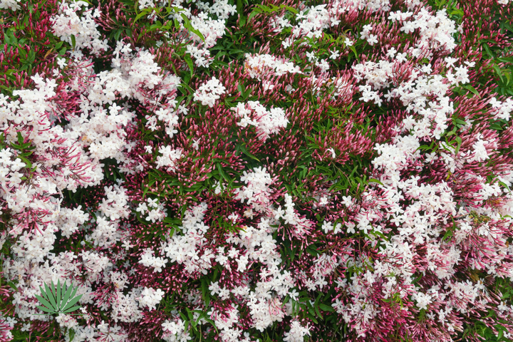 pink jasmine buds and flowers