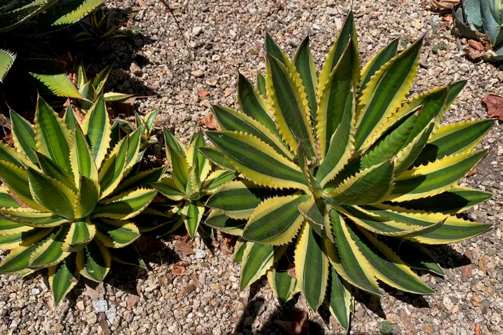quadricolor century plant