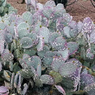 santa rita prickly pear with cochineal infestation