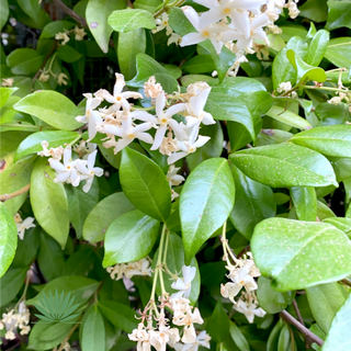 star jasmine