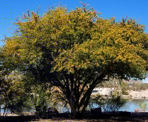 sweet acacia tree