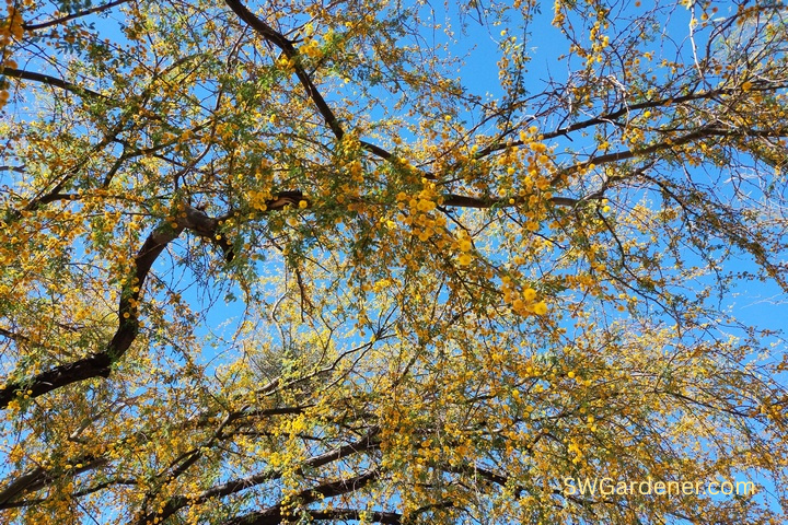 sweet acacia in bloom