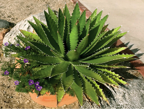 thorncrest century plant