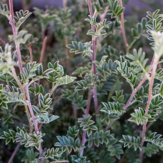 trailing indigo bush foliage