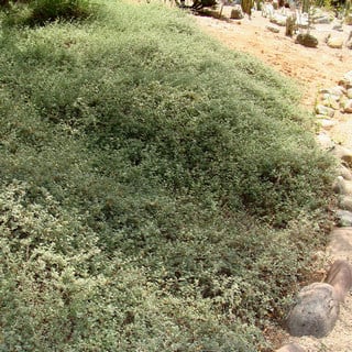 trailing indigo bush on a slope