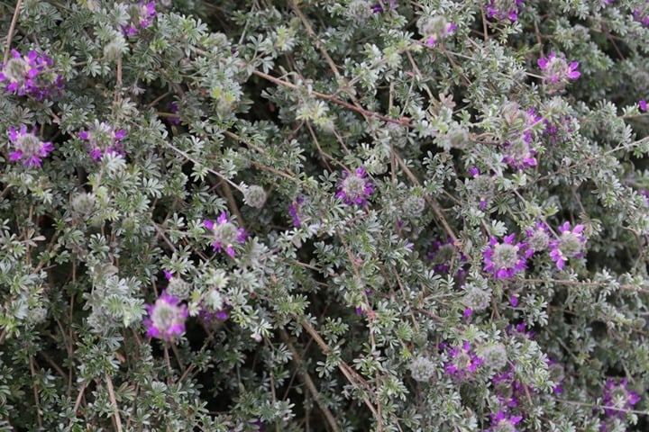 trailing indigo bush