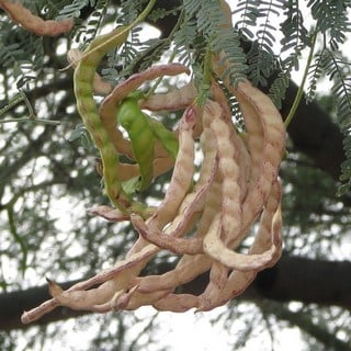 velvet-mesquite-seedpods velvet mesquite seed pods