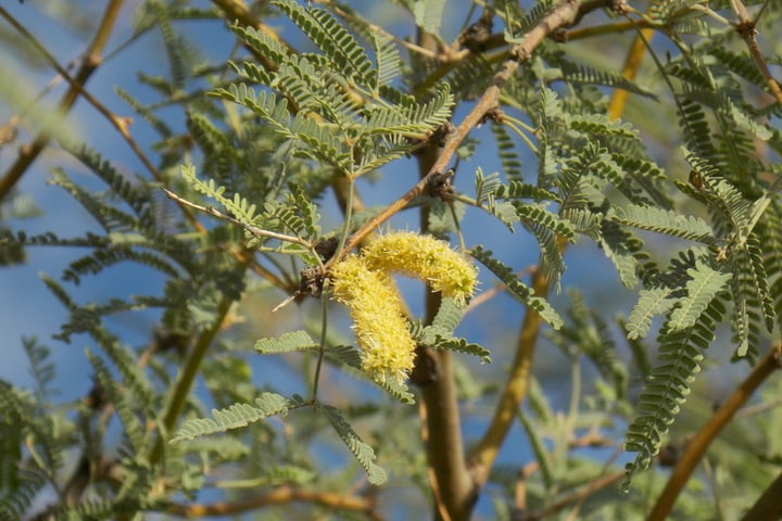 velvet-mesquite velvet mesquite leaves and catkins
