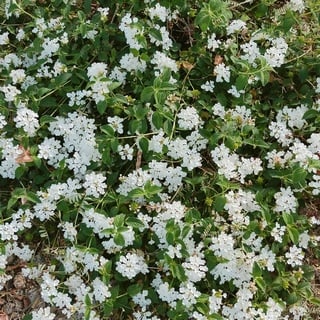 white trailing lantana