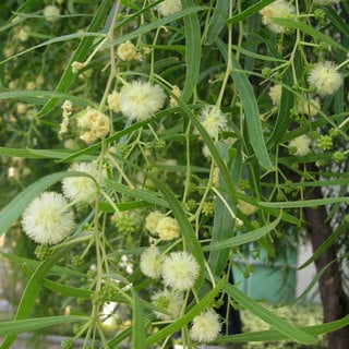 willow acacia flowers