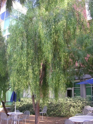 willow acacia tree