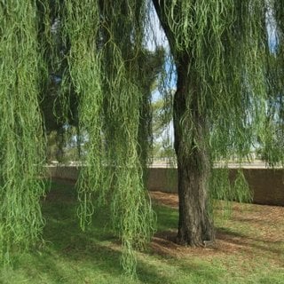 willow acacia weeping to the ground