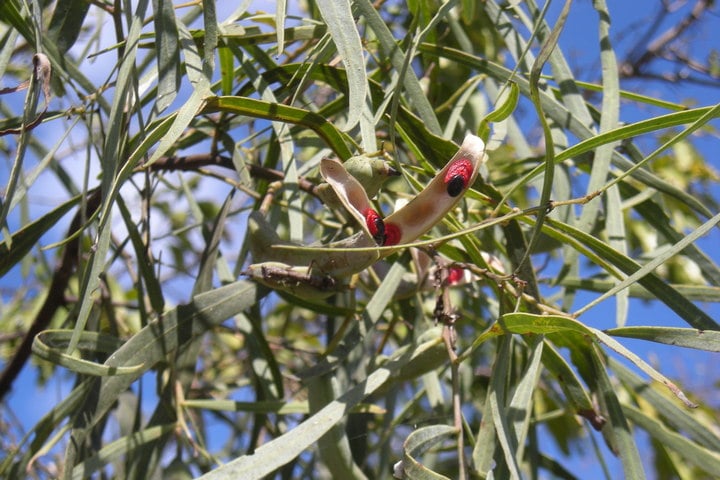 willow acacia leaves and seed pods