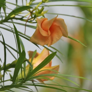 yellow oleander flowers in orange