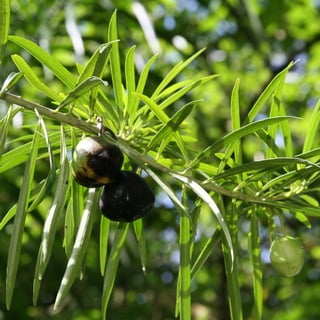 yellow oleander seed pods