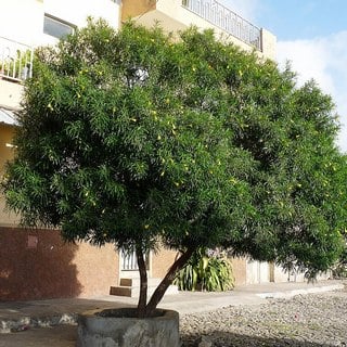 yellow oleander tree