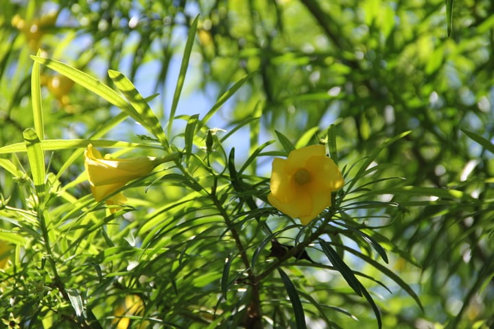 yellow oleander leaves and flowers