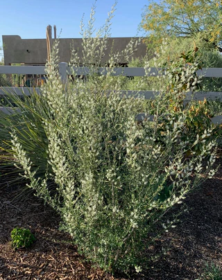 bee-brush-shrub bee brush shrub