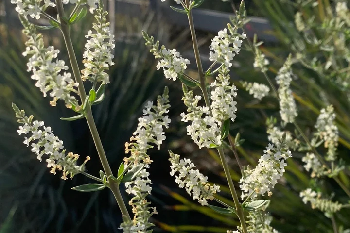 beebrush-flowers white bee brush flowers