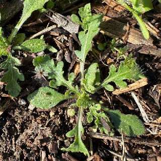 blanket flower seedling