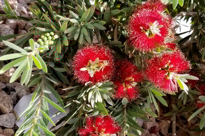 bottlebrush flowers with bees